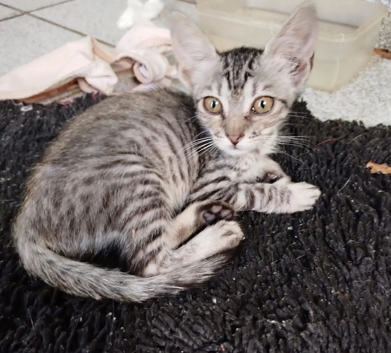 FILHOTES gatinhos para adoção  - Foto 6