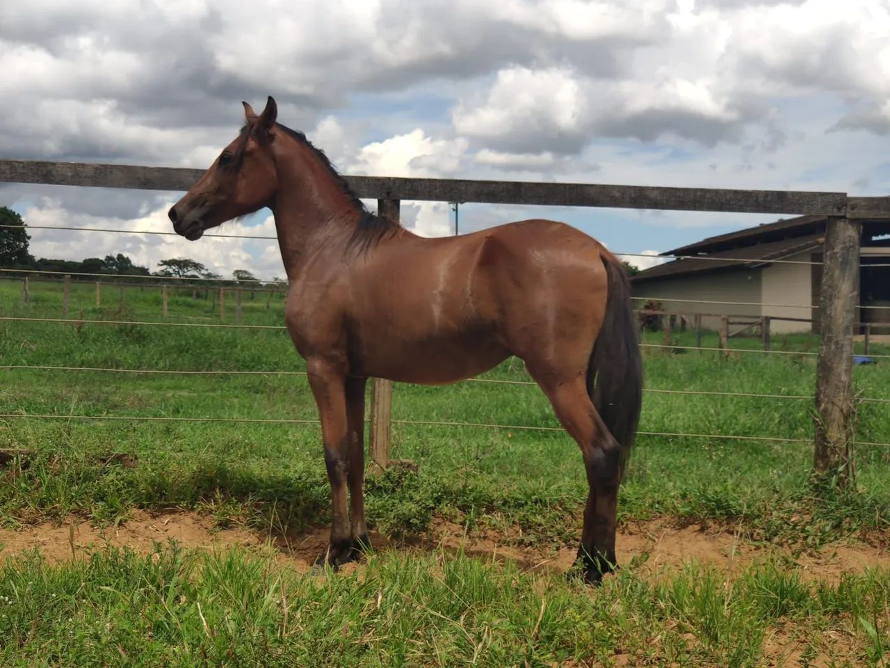Potro mangalarga machador - Foto 2
