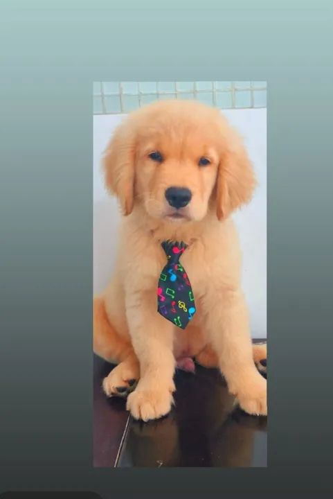 Filhote Golden Retriever