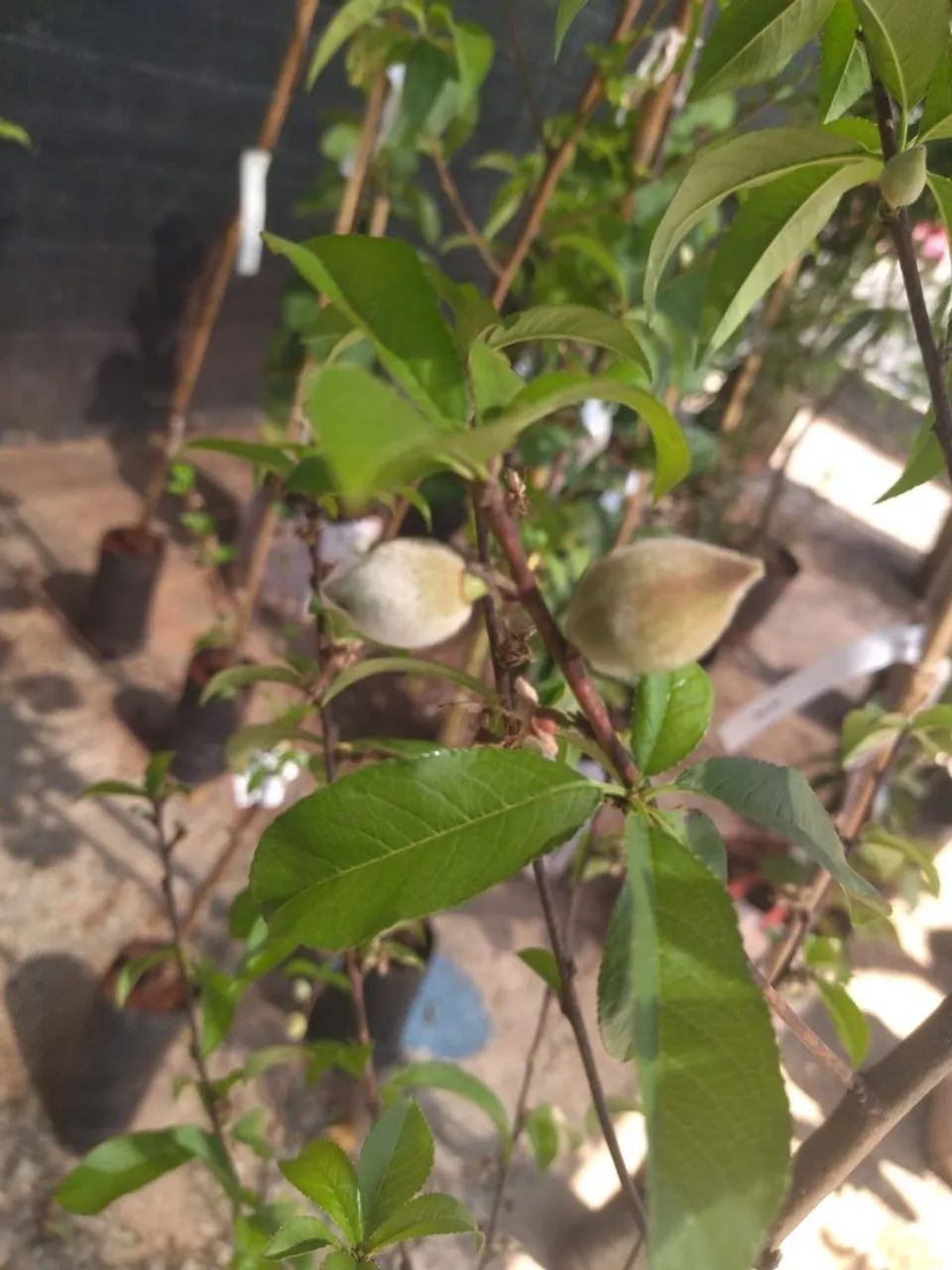 Mudas Frutíferas Enxertadas  - Foto 4