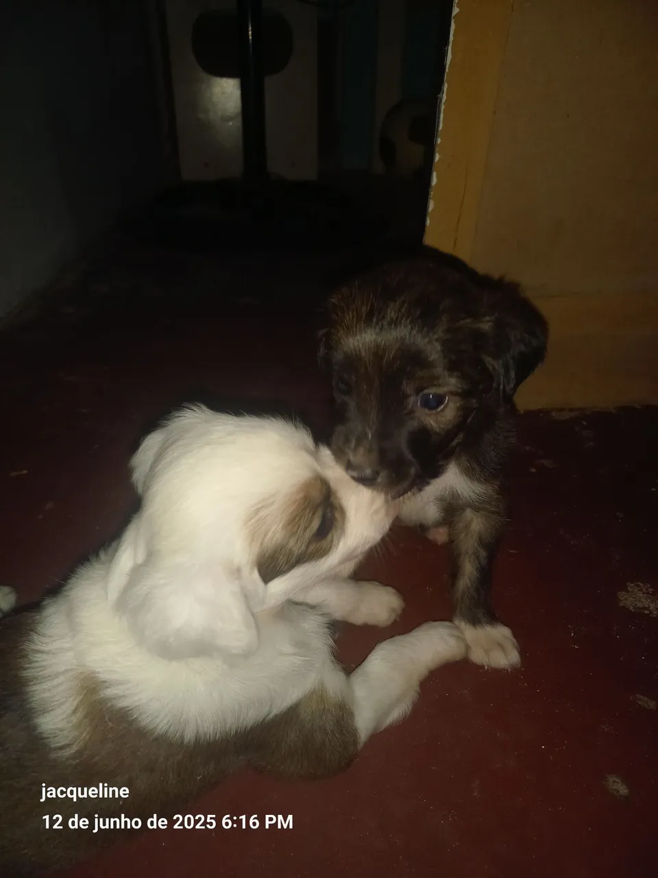 Filhotes de cachorro lindos e brincalhões