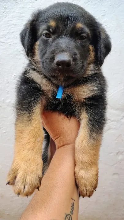 Filhote de Pastor alemão  - Foto 2