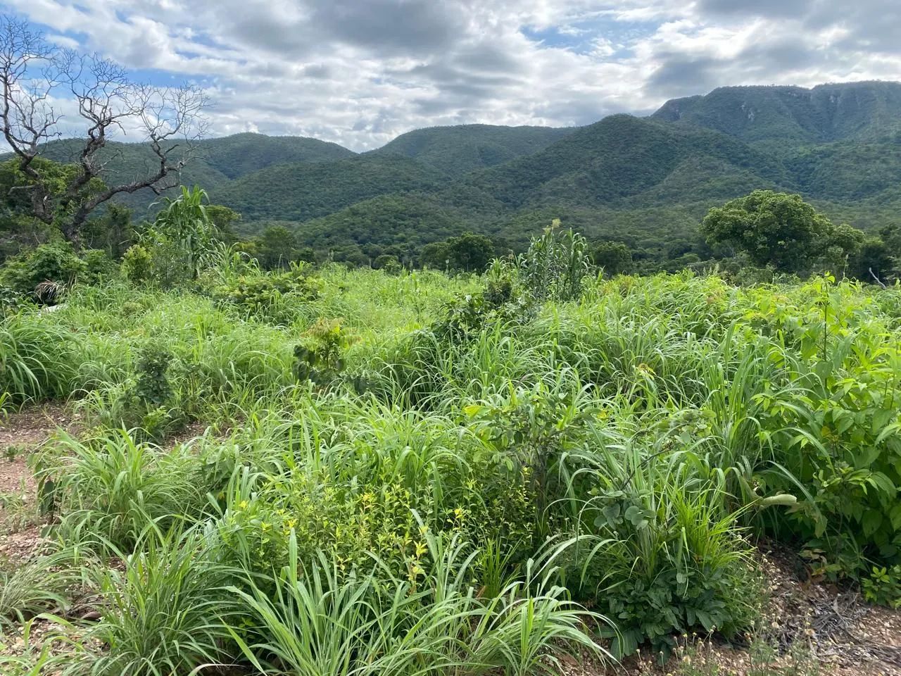 Fazenda Goiás Monte alegre - Foto 3