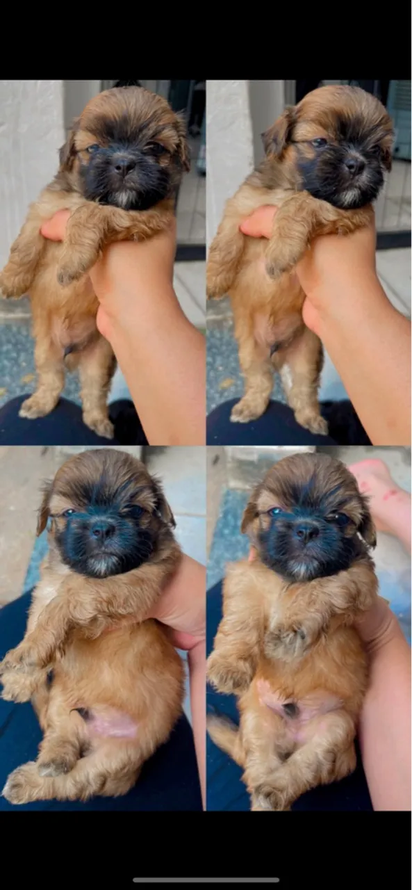 Filhote de Shih Tzu disponível