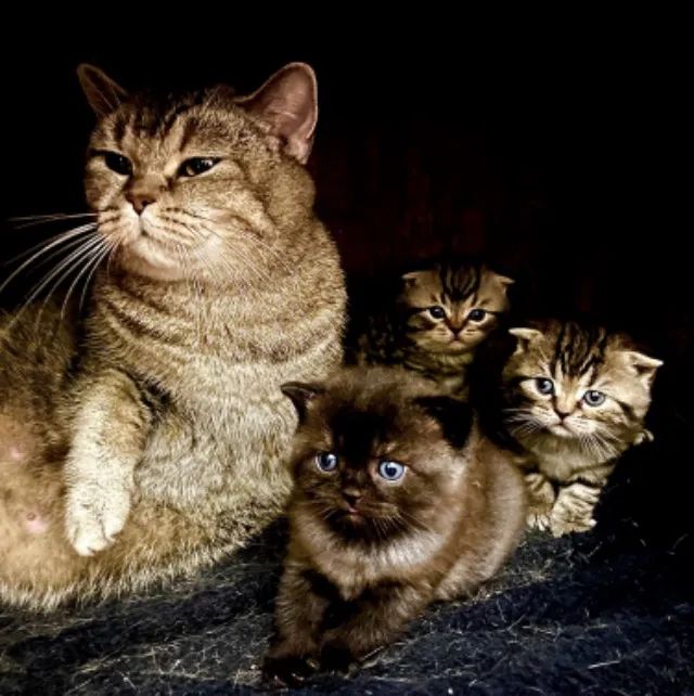 filhotes de gato Scottish Fold - Foto 5
