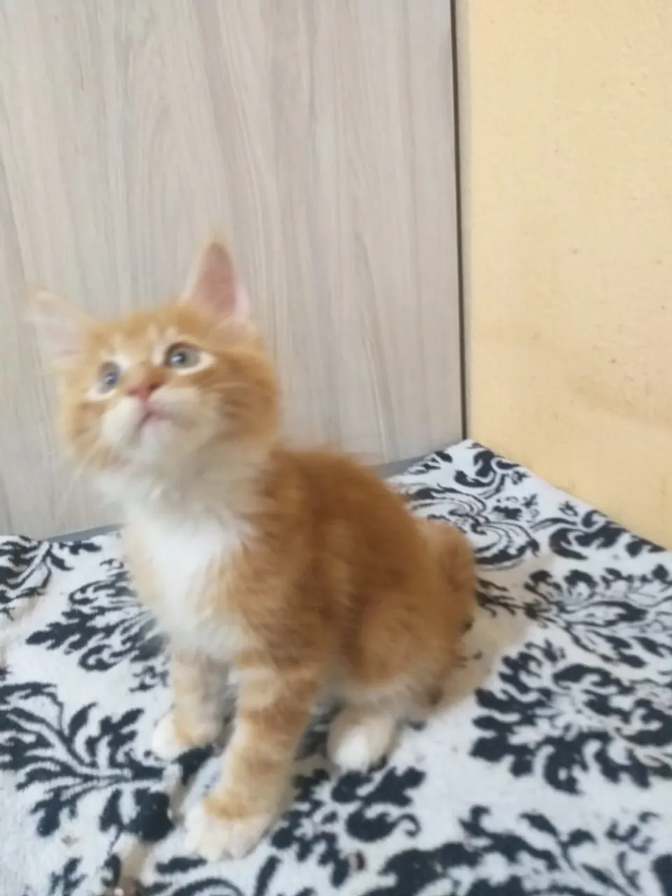 Lindo macho de mainecoon 