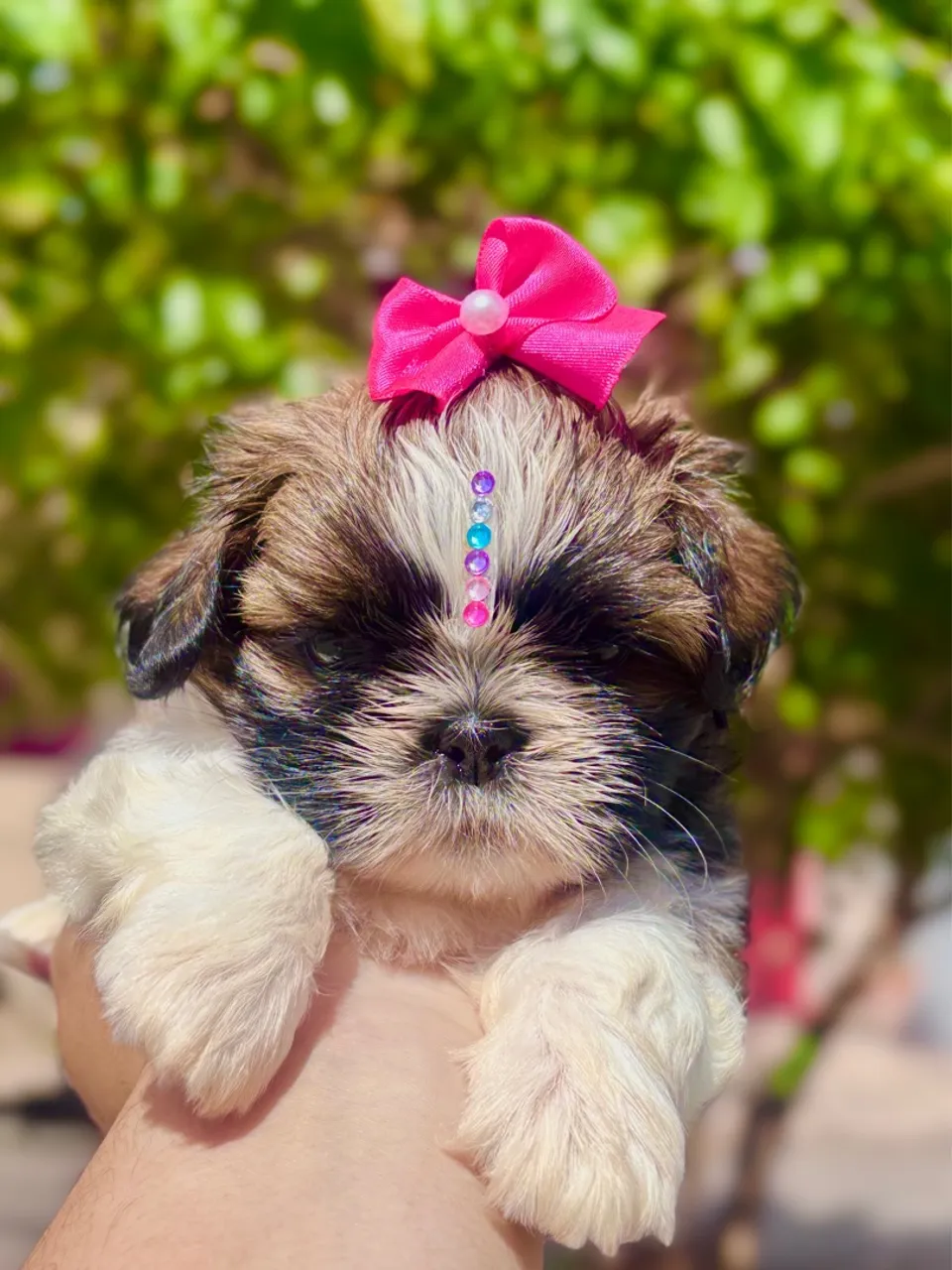 Filhote Shih Tzu - fêmea