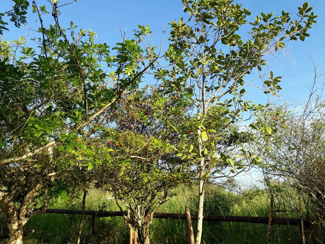 Vende se sítio  - Foto 8