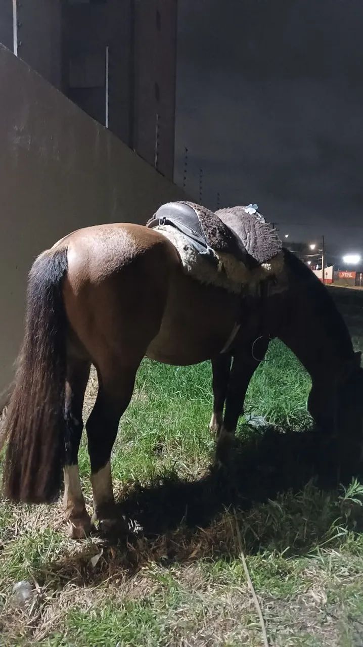 Cavalo crioulo - Foto 4