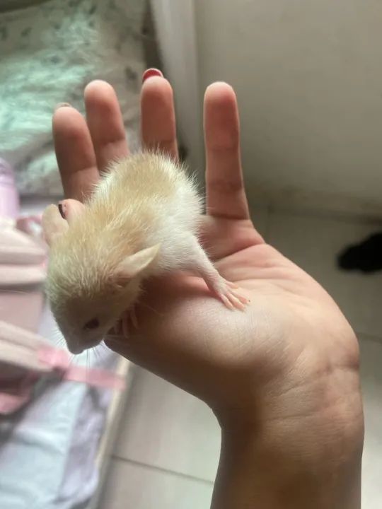 Rato fofinho  - Foto 2