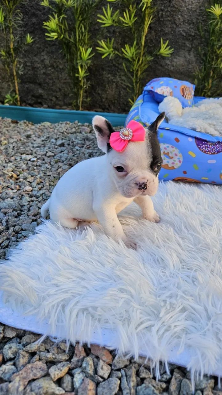 Bulldog francês,  macho e fêmea, preto, branco e tigrado. Criação responsável. Em até 12x - Foto 4