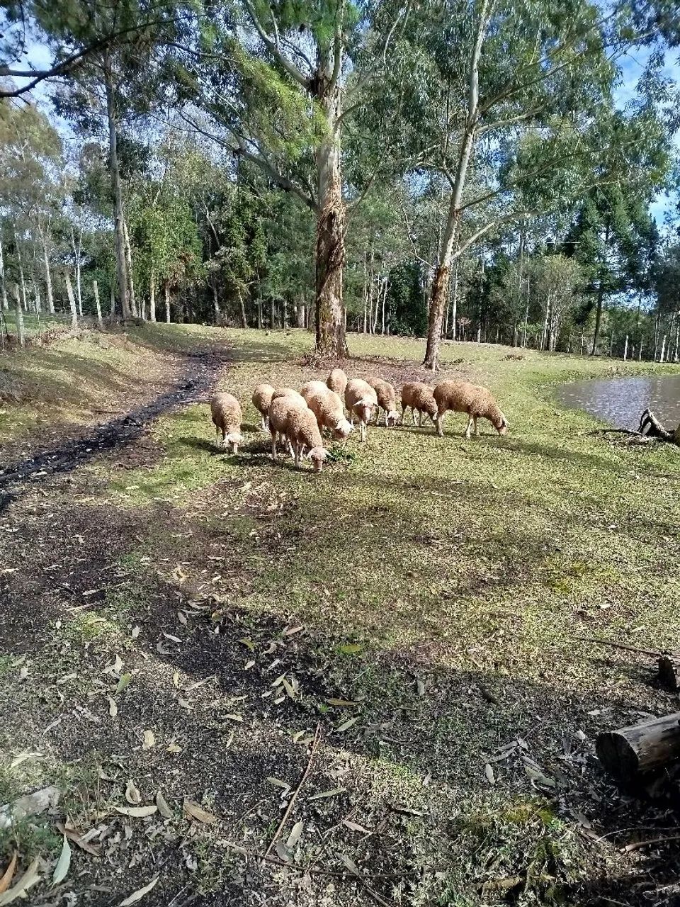 Ovelhas Lacaune Lote 8 unidades