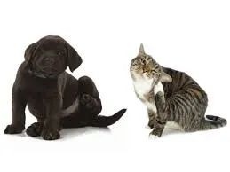 Kit Shampoo Anti Pulgas, Antipiolhos Pet + Sabonete Carrapatos Sarna Cães Gatos - Foto 4