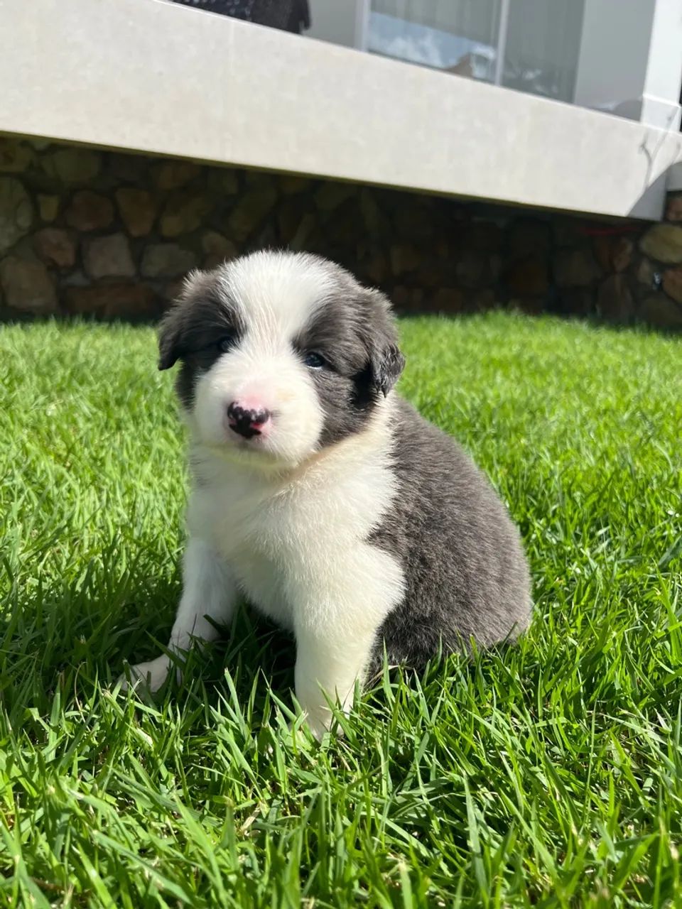 Border Collie c/ Pedigree CBKC - Foto 3