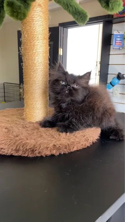 Entrega grátis  - Foto 6