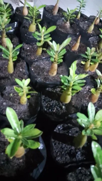 Rosas do deserto  - Foto 3