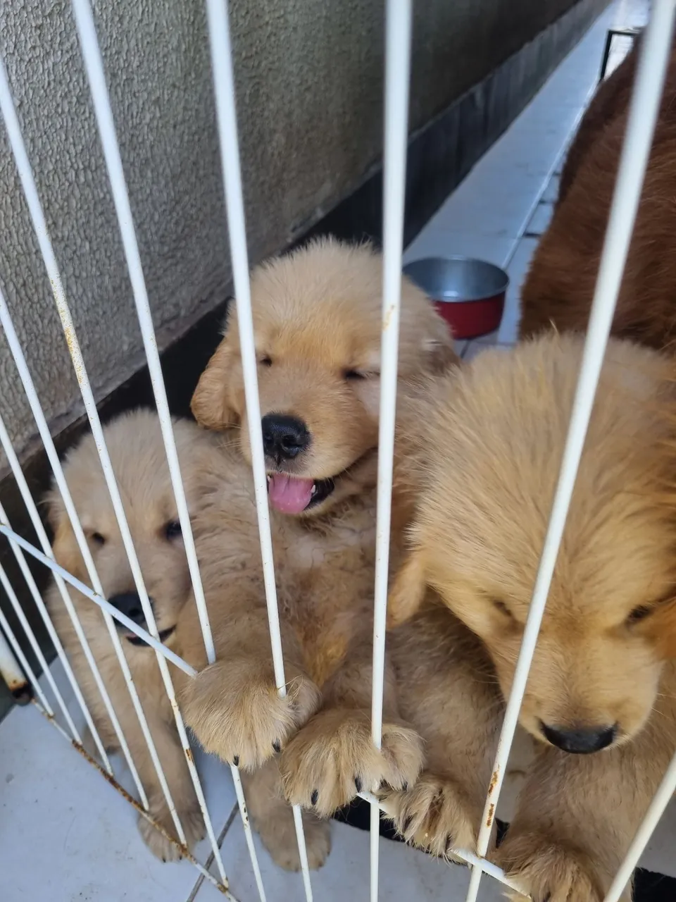 Filhotes de Golden Retriever com pedigree de ótima linhagem