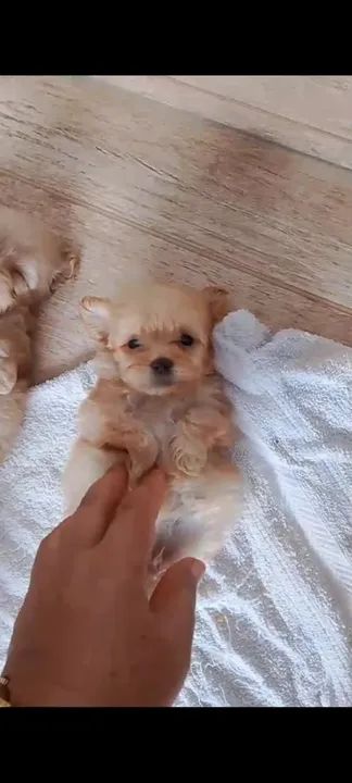 Vende se 600 - Foto 3