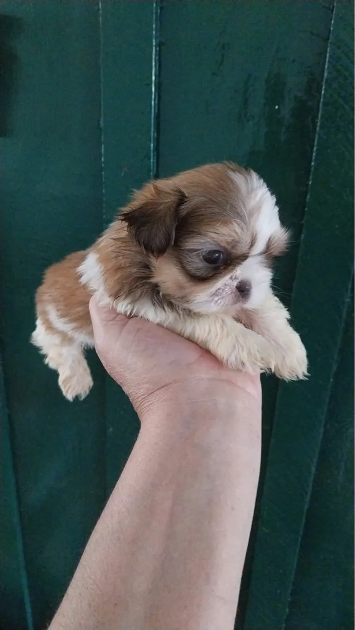 Shih tzu mini filhotes lindos