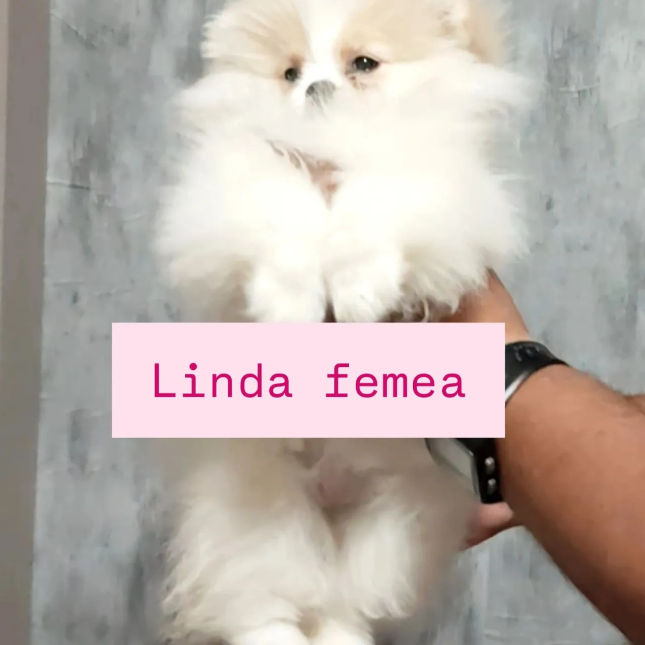 Linda fêmea de Lulu da Pomerânia