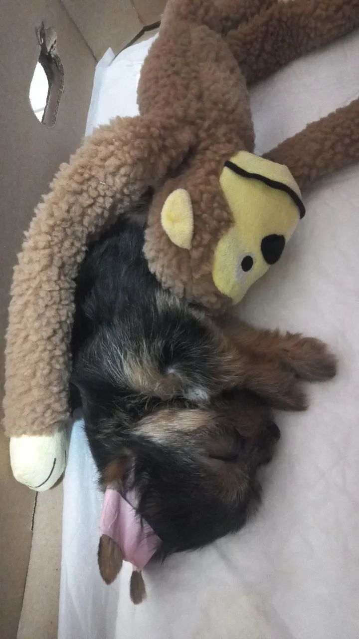 Yorkshire fêmea 2 meses + enxoval - Foto 5