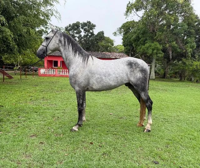 Vendo Cavalo mangalarga 