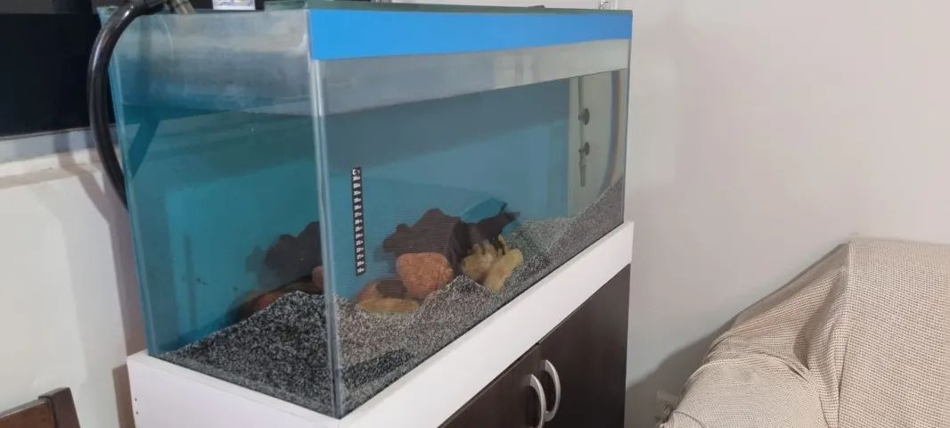Aquario completo