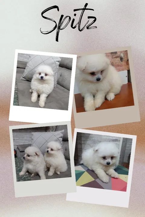 Filhotes de Spitz Alemão