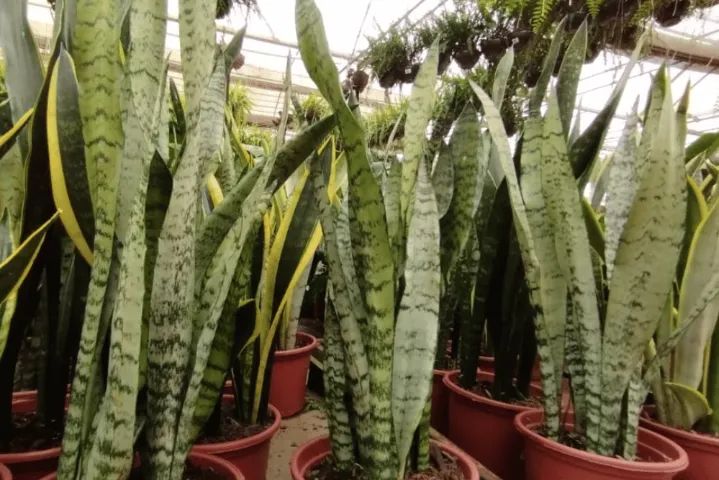 Planta Espada de São Jorge ( Faço entrega)