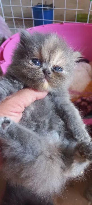 Persas Fêmeas disponíveis  - Foto 4