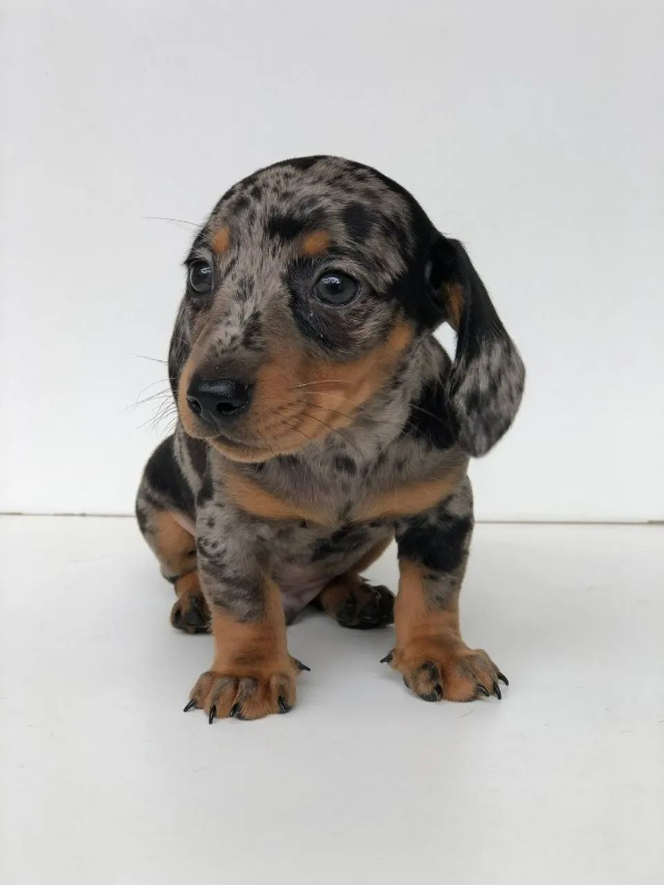 Filhote Dachshund alerquins - Foto 3