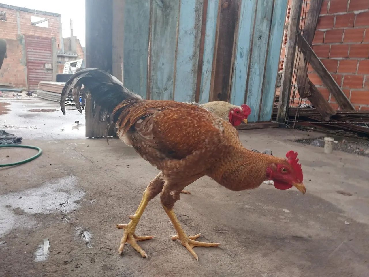 Galo índio gigante  - Foto 2