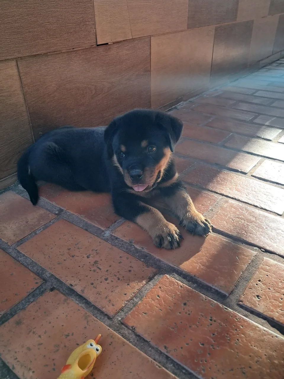 Rottweiler