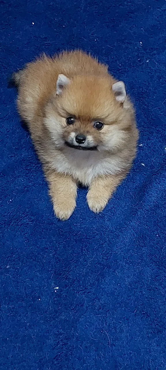 Filhote de Spitz Alemão - Uma bolinha de fofura!