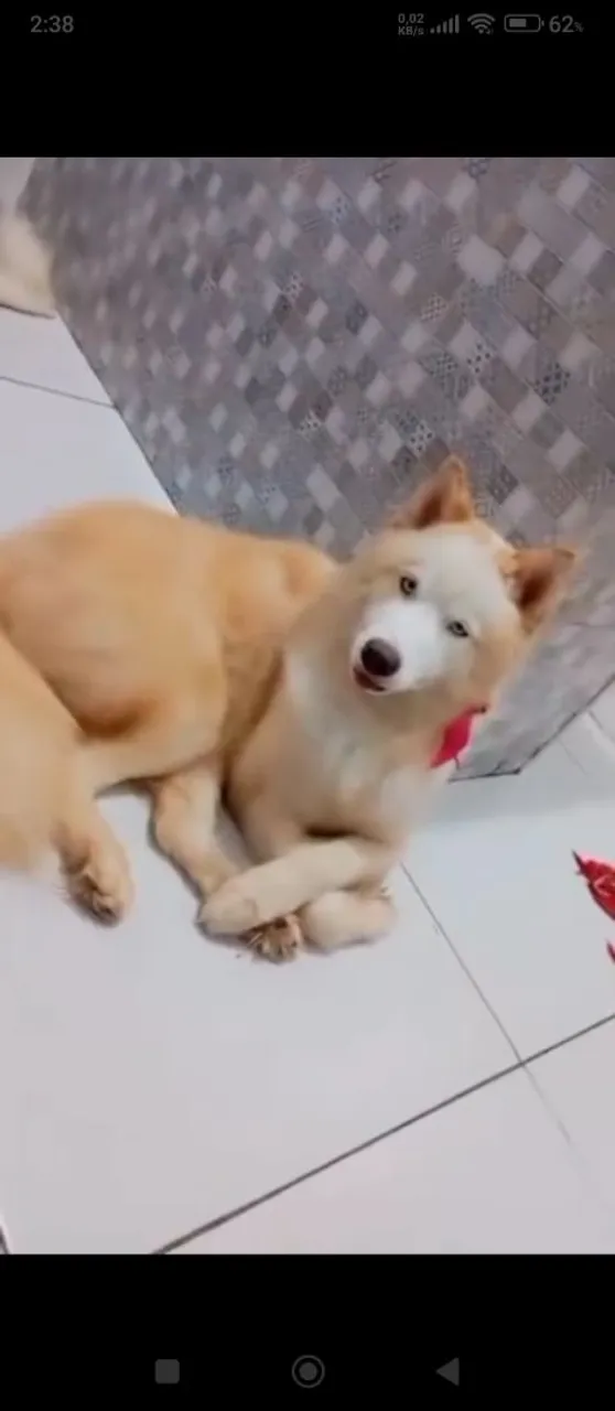 Husky Siberiano filhote