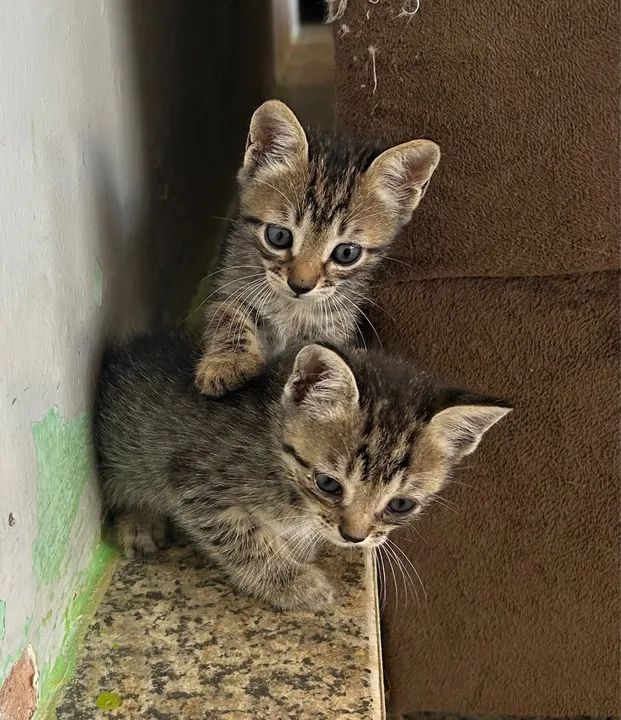 Estou doando esses lindos gatinhos. Preciso de um lar, me leva para você! 