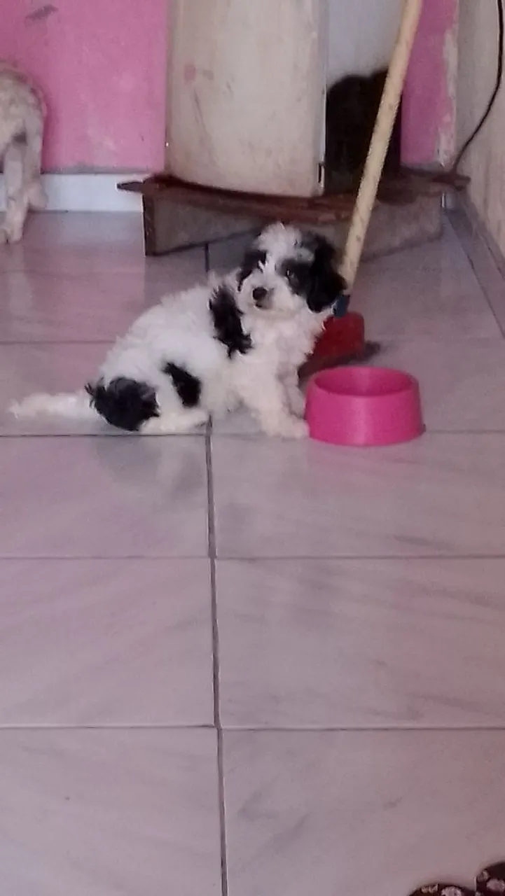 Filhote de poodle número 1