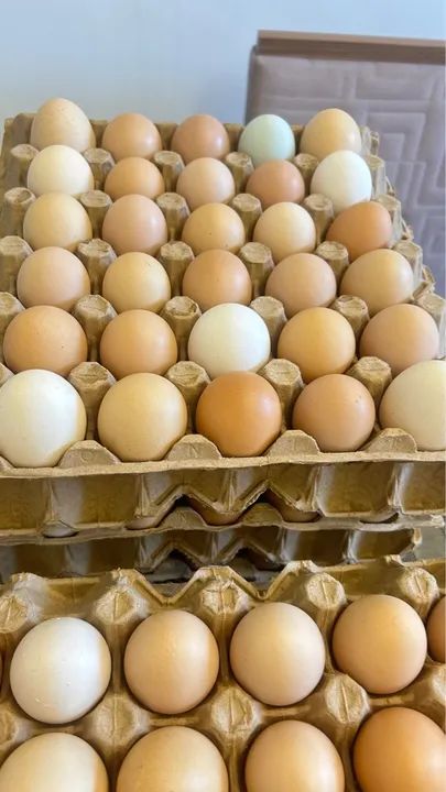 Ovos frescos de galinhas caipiras