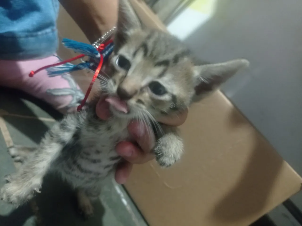 Gatinho fofo para adoção