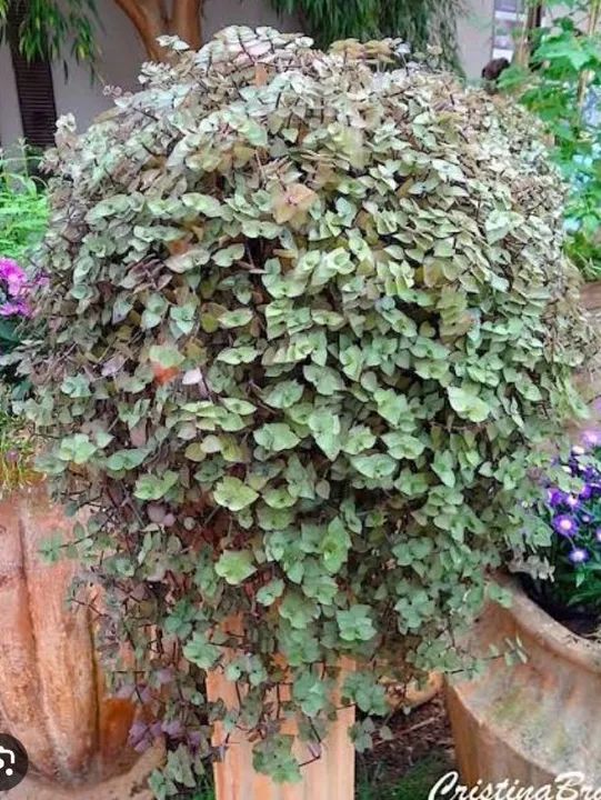 Planta: Dinheiro em Penca  - Foto 5