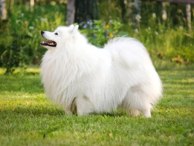 Spitz Japonês - Foto 3
