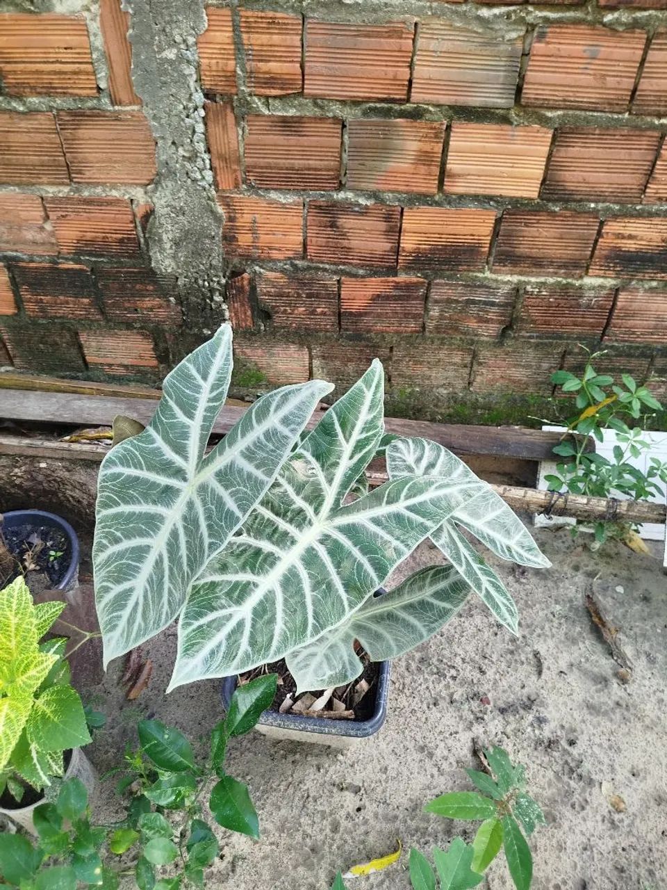 Planta Alocasia Polly com folhas incríveis - Foto 2