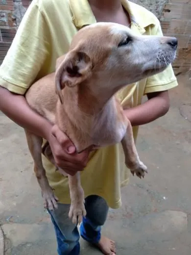 Cachorro mestiço para adoção