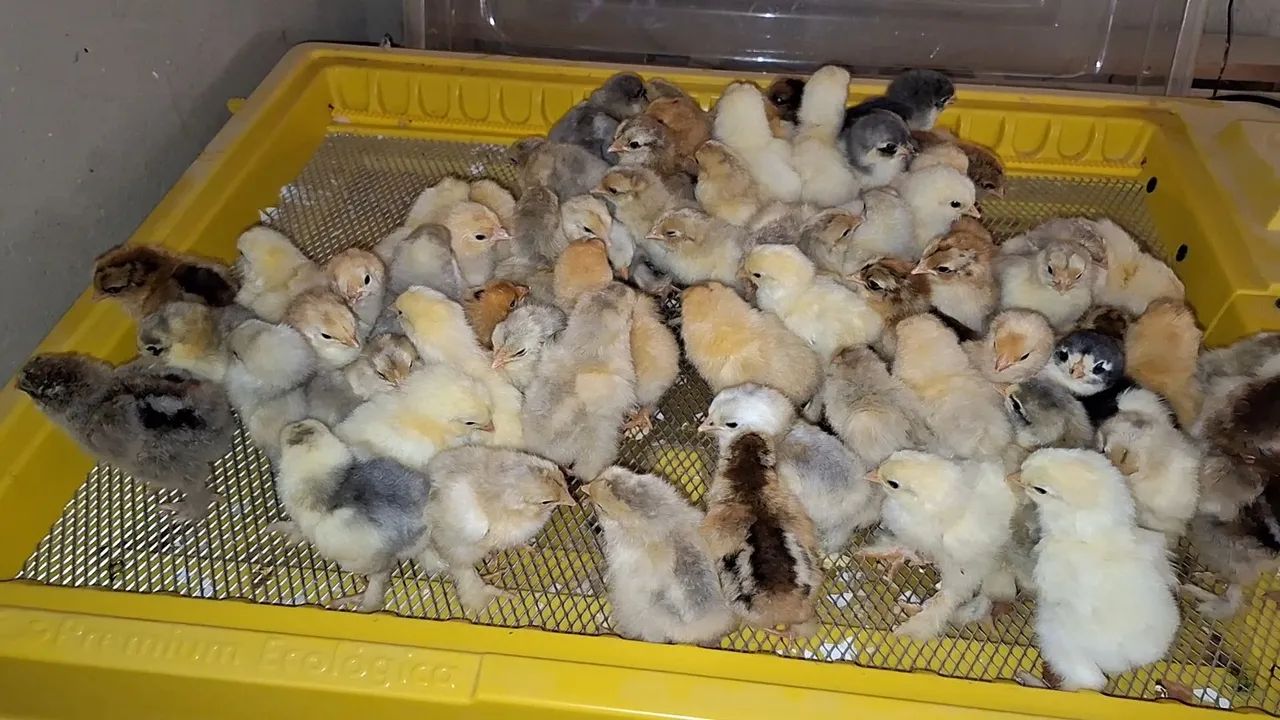 Lote de pintinhos raça brahma.