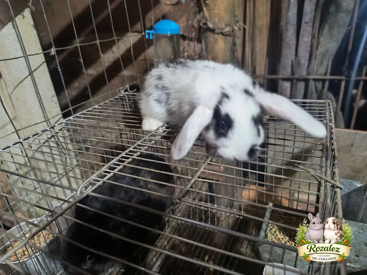 Vendo Coelho mini loop