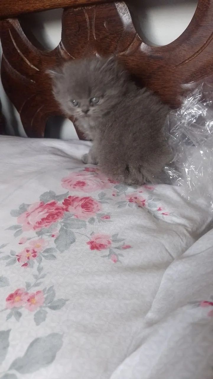 Gato persa - Foto 4