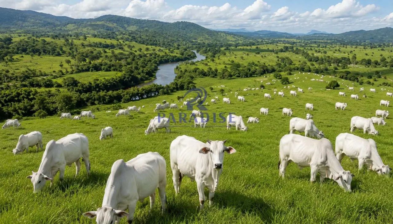 Fazenda, Centro, Itapé - R$ 15.4 mi, Cod: 69029