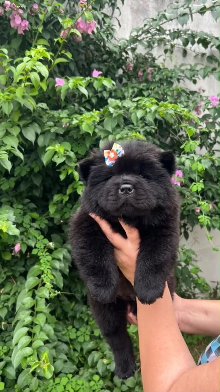 Chow Chow americano  - Foto 2