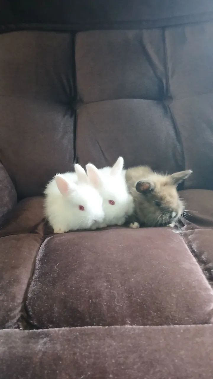 Vendo filhotes de coelho com um mês  - Foto 5