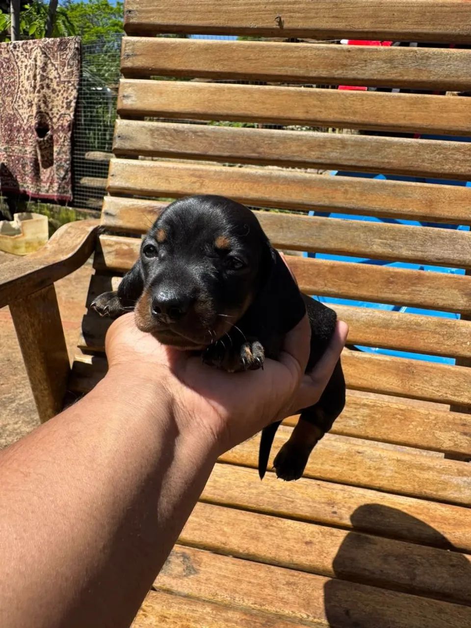 Dachshund macho  - Foto 5